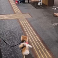 CoCoちゃんとパパさんの再会