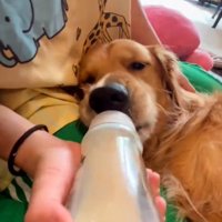 哺乳瓶を犬の口に近づける飼い主