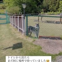 フェンス越しにこちらを見つめる犬