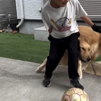 ボールを追いかける犬と人