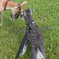 ヤギに頭を近づける犬