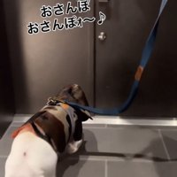玄関前でリードを引かれながら進む犬