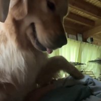 前足をかける犬