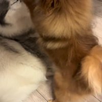 大型犬に甘える小型犬