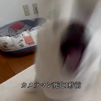 襲い掛かるベラちゃん