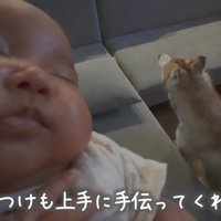 寝かしつけにも協力