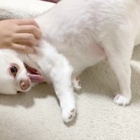 お姉ちゃんと喧嘩した時のコハクくん2