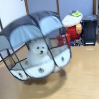 サークルの中にいる犬