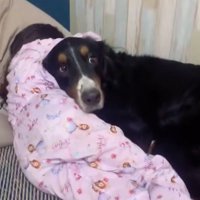 抱きつかれる超大型犬