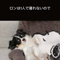 抱っこされて眠る犬