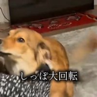 ラッキーくんの態度の違い8