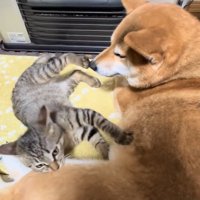 あんずちゃんに甘えるゆずくん