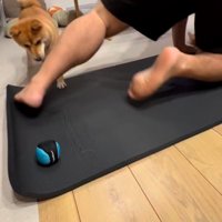 体勢を変える飼い主、ボールを見つめる犬