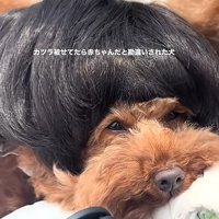 カツラを被ったワンコ2