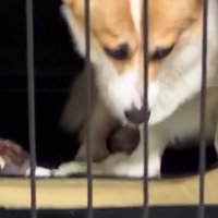 納得できないちくわちゃん