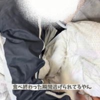 あえなく失敗！