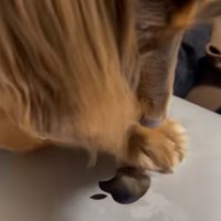 Appleマークを剥がそうとする犬