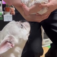 コロちゃんと赤ちゃんの初対面8