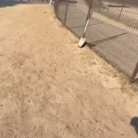 全力疾走するパパの影が…