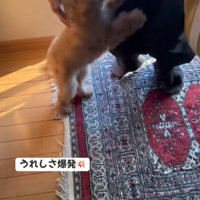 喜んでじゃれつく小型犬