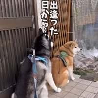 玄関前で待つ2匹の犬