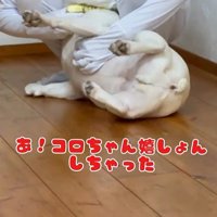 壁と同化したらコロちゃんは気づく？⑩