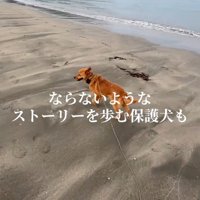 海辺を散歩する犬
