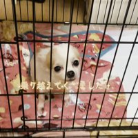 ケージの中でしっぽを振る白い犬