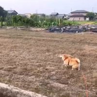 爆走するわらびちゃん