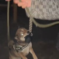 紐をくわえる犬2