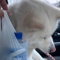 反省する秋田犬2