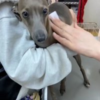 カメラ目線のティナちゃん