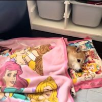 毛布をかける柴犬