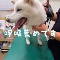 注射を打った時のだい吉くん2