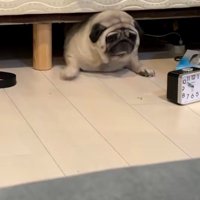 あざらしみたいなしーちゃん