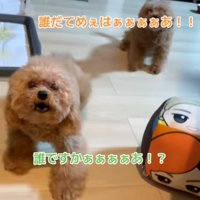 吠えたてる2匹