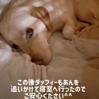 上目遣い犬、結局寝室に行った犬