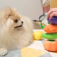 今度こそ4個積めるかな…？