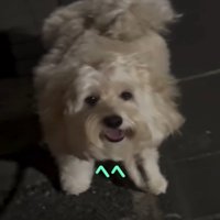 笑顔の犬