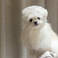 天使