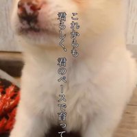 上を見上げる小さな子犬