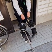 警察官に撫でてもらう2匹の犬