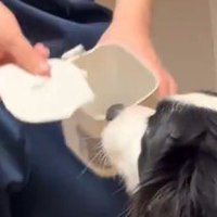 壊れたゴミ箱を犬に見せる男性