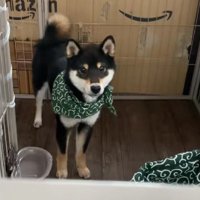 呼んでも来ない