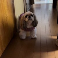 カメラ目線の小梅ちゃん