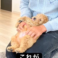 膝の上で眠る犬