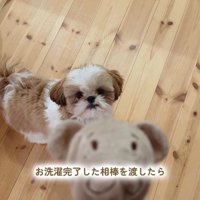 おもちゃを干した時のちゃぽちゃん9