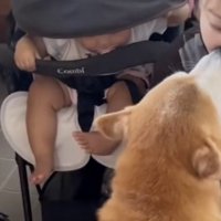 身を乗り出してガン見する赤ちゃん