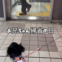 「お兄ちゃんどこ？」