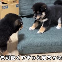 再び遊び始める2匹